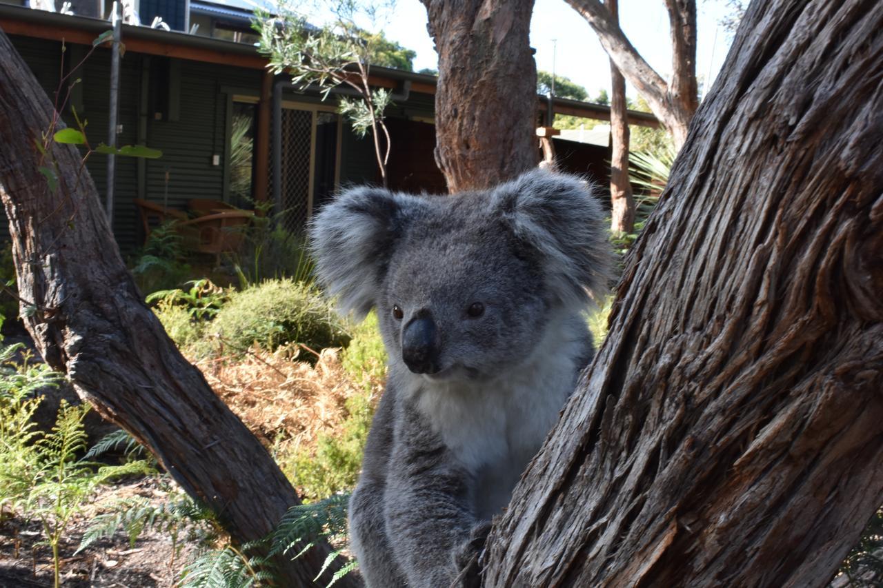 Kangaroo Island Wilderness Retreat Flinders Chase Eksteriør bilde